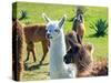 A Baby White Llama-Alanbrito-Stretched Canvas