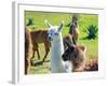 A Baby White Llama-Alanbrito-Framed Premium Photographic Print