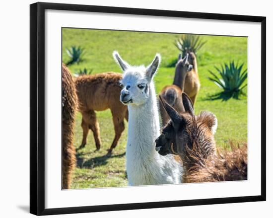 A Baby White Llama-Alanbrito-Framed Premium Photographic Print