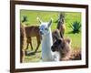 A Baby White Llama-Alanbrito-Framed Photographic Print