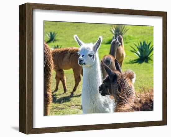 A Baby White Llama-Alanbrito-Framed Photographic Print