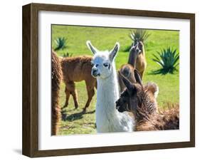 A Baby White Llama-Alanbrito-Framed Photographic Print