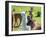 A Baby White Llama-Alanbrito-Framed Photographic Print