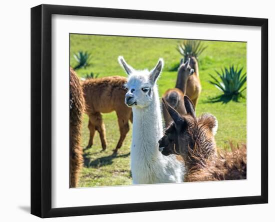 A Baby White Llama-Alanbrito-Framed Photographic Print