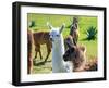 A Baby White Llama-Alanbrito-Framed Photographic Print