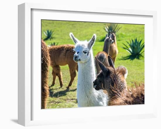 A Baby White Llama-Alanbrito-Framed Photographic Print