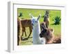 A Baby White Llama-Alanbrito-Framed Photographic Print