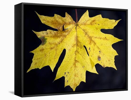 A Backlit Maple Leaf Hangs from an Oregon Maple Tree, Acer Macrophyllum, in Oregon in the Fall-Bennett Barthelemy-Framed Stretched Canvas