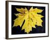 A Backlit Maple Leaf Hangs from an Oregon Maple Tree, Acer Macrophyllum, in Oregon in the Fall-Bennett Barthelemy-Framed Photographic Print