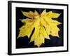 A Backlit Maple Leaf Hangs from an Oregon Maple Tree, Acer Macrophyllum, in Oregon in the Fall-Bennett Barthelemy-Framed Photographic Print