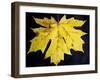 A Backlit Maple Leaf Hangs from an Oregon Maple Tree, Acer Macrophyllum, in Oregon in the Fall-Bennett Barthelemy-Framed Photographic Print