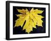 A Backlit Maple Leaf Hangs from an Oregon Maple Tree, Acer Macrophyllum, in Oregon in the Fall-Bennett Barthelemy-Framed Photographic Print