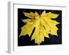 A Backlit Maple Leaf Hangs from an Oregon Maple Tree, Acer Macrophyllum, in Oregon in the Fall-Bennett Barthelemy-Framed Photographic Print