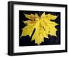 A Backlit Maple Leaf Hangs from an Oregon Maple Tree, Acer Macrophyllum, in Oregon in the Fall-Bennett Barthelemy-Framed Photographic Print