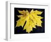 A Backlit Maple Leaf Hangs from an Oregon Maple Tree, Acer Macrophyllum, in Oregon in the Fall-Bennett Barthelemy-Framed Photographic Print