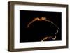 A backlit portrait of a lion at sunset. Voi, Tsavo Conservation Area, Kenya.-Sergio Pitamitz-Framed Photographic Print