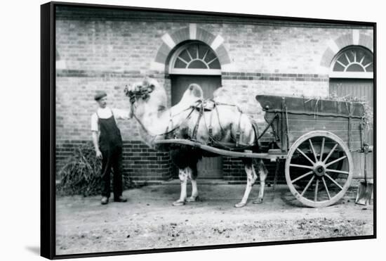 A Bactrian Camel Pulling a Dung Cart at London Zoo, 1913-Frederick William Bond-Framed Stretched Canvas