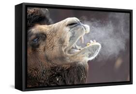 A Bactrian Camel with Steam Coming Out of its Mouth-null-Framed Stretched Canvas