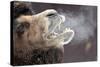 A Bactrian Camel with Steam Coming Out of its Mouth-null-Stretched Canvas