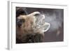 A Bactrian Camel with Steam Coming Out of its Mouth-null-Framed Photo