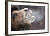 A Bactrian Camel with Steam Coming Out of its Mouth-null-Framed Photo