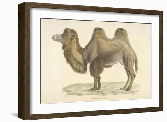 A Bactrian Camel-Werner-Framed Giclee Print