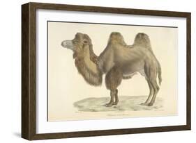 A Bactrian Camel-Werner-Framed Giclee Print