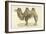 A Bactrian Camel-Werner-Framed Giclee Print