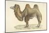 A Bactrian Camel-Werner-Mounted Giclee Print