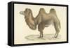 A Bactrian Camel-Werner-Framed Stretched Canvas