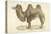 A Bactrian Camel-Werner-Stretched Canvas