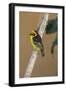 A baglafecht weaver perched on a twig.-Larry Richardson-Framed Photographic Print