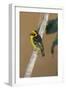 A baglafecht weaver perched on a twig.-Larry Richardson-Framed Photographic Print