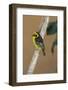 A baglafecht weaver perched on a twig.-Larry Richardson-Framed Photographic Print