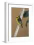 A baglafecht weaver perched on a twig.-Larry Richardson-Framed Photographic Print