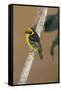 A baglafecht weaver perched on a twig.-Larry Richardson-Framed Stretched Canvas