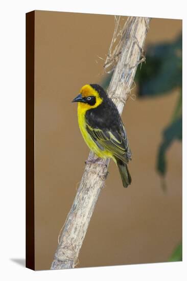 A baglafecht weaver perched on a twig.-Larry Richardson-Stretched Canvas