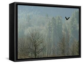 A Bald Eagle Flies Through the Mist High Above the Skagit River-null-Framed Stretched Canvas