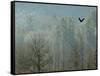 A Bald Eagle Flies Through the Mist High Above the Skagit River-null-Framed Stretched Canvas