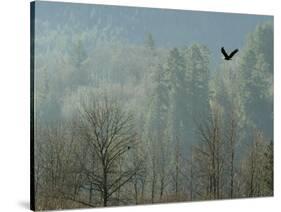 A Bald Eagle Flies Through the Mist High Above the Skagit River-null-Stretched Canvas