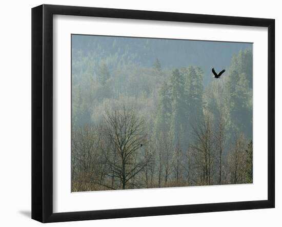 A Bald Eagle Flies Through the Mist High Above the Skagit River-null-Framed Premium Photographic Print