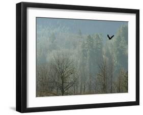 A Bald Eagle Flies Through the Mist High Above the Skagit River-null-Framed Premium Photographic Print