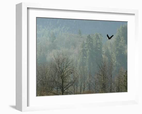 A Bald Eagle Flies Through the Mist High Above the Skagit River-null-Framed Premium Photographic Print