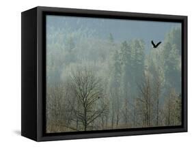 A Bald Eagle Flies Through the Mist High Above the Skagit River-null-Framed Stretched Canvas