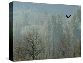 A Bald Eagle Flies Through the Mist High Above the Skagit River-null-Stretched Canvas