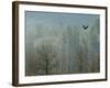 A Bald Eagle Flies Through the Mist High Above the Skagit River-null-Framed Photographic Print