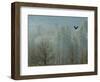 A Bald Eagle Flies Through the Mist High Above the Skagit River-null-Framed Photographic Print