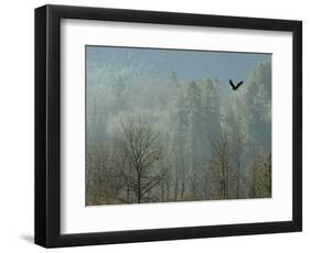 A Bald Eagle Flies Through the Mist High Above the Skagit River-null-Framed Photographic Print