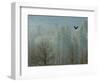 A Bald Eagle Flies Through the Mist High Above the Skagit River-null-Framed Photographic Print