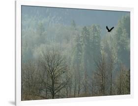 A Bald Eagle Flies Through the Mist High Above the Skagit River-null-Framed Photographic Print